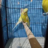پرنده|پرنده|فسا, |دیوار