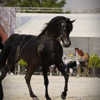 اسپرم ای جی داریج