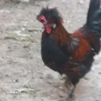 حیوانات مزرعه|حیوانات مزرعه|قم, لبچال|دیوار