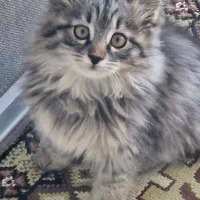 گربه نژادار دو ماه