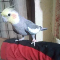 عروس هلندی سخنگو دستی