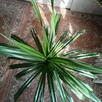 گل خانگی|گل و گیاه طبیعی|بانه, |دیوار