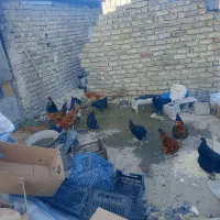 مرغ سیاه برای خون کردن|حیوانات مزرعه|چناران, |دیوار