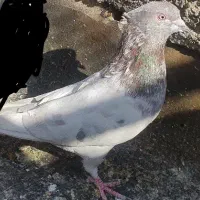 ۲تانر|پرنده|اصفهان, سودان|دیوار