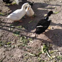 اردک سالم وسرحال