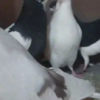 کفتر|پرنده|اقبالیه, |دیوار