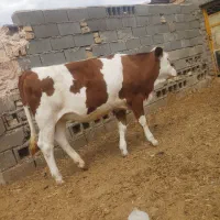 گاو  همراه گوساله