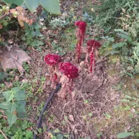 زمین ۹۰۰ متری بختیار دشت