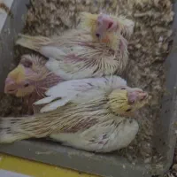 جوجه عروس هلندی|پرنده|فسا, |دیوار