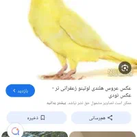 عروس هلندی