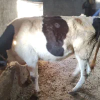 دو عدد گاو ماده گوشتی