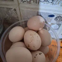 تخمرغ ایام سمانی