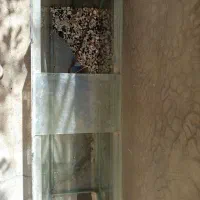 شیشه آکواریوم