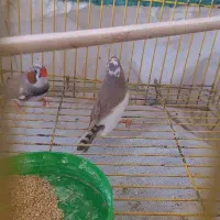 فنچ