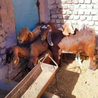 ۵تاکولار یکی زایده ۴تاابستن فروشی