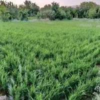 برنج درجه1باخیارشورباکیفیت