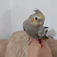 عروس هلندی مینیاتوری کاملا اهلی ۳ ماهه