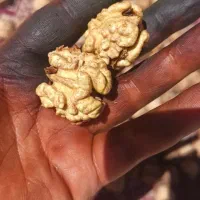 ده دوازده کیلو گردو درجه یک درست با دست پوستکن