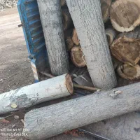 خرید و فروش درخت