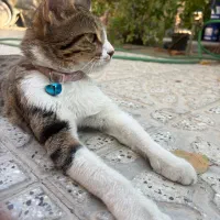 گربه|گربه|نجف‌آباد, منتظری شمالی|دیوار