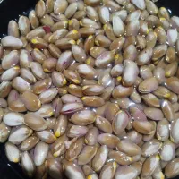 دو حبه اب کشاورزی احمدآباد