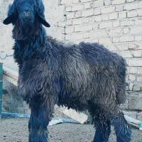 بره قوچ نازدار بره کهره میش بز کهره