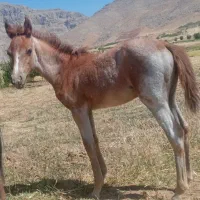 فروش، کره اسب ۶ماهه