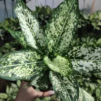 فروش آگلونما برفی بسیار باکیفیت