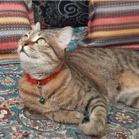 گربه گمشده با مژدگانی بالا برای یابنده