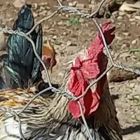 خروس|پرنده|قلعه شاهین, |دیوار