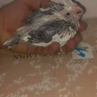 جوجه سرلاکی عروس هلندی ابلغ آلبینو