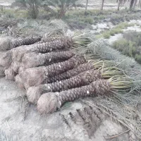شرکت هرس نخیلات جنوب