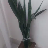 فروش گل طبیعی|گل و گیاه طبیعی|یاسوج, |دیوار