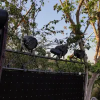 اجاره باند و رقص نور برا دورهمی و تولد