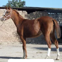 اسب فروشی