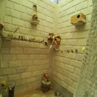 مرغ عشق مولد