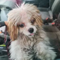 سگ پیدا شده|حیوانات|تبریز, |دیوار