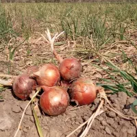 پیاز زرد|خوردنی و آشامیدنی|جوین, |دیوار