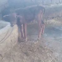 یک راس گوساله