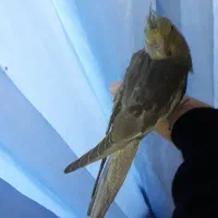 عروس هلندی سینامون|پرنده|خمینیشهر, |دیوار