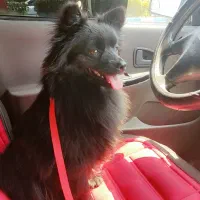 واگذاری|سگ|شاهینشهر, سعدی شمالی|دیوار