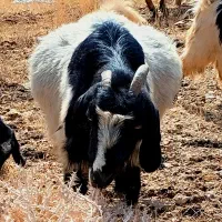 بز پاکستانی