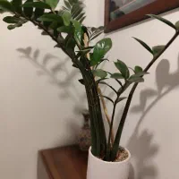 زاموفلیا 4 ساله با پاجوش.معاوضه با ماهی یا فروش