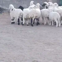 5عدد میش باغینی بره بزرگ و میش ها دوباره قوچ خورد