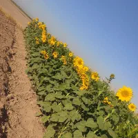 فروش زمین کشاورزی در قزوین