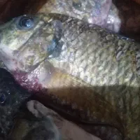 خرمشهر جدیده بوستان نهم