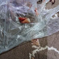 دندان پزشکی موسوی