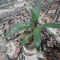 گل طبیعی آپارتمانی|گل و گیاه طبیعی|خمینیشهر, |دیوار