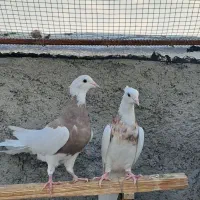 طوقی کرمانشاهی|پرنده|گراش, |دیوار