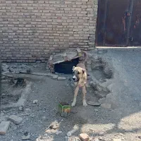 سگ نگهبان|سگ|سیرجان, |دیوار